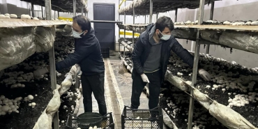 giresundaki bu tesis yilda 60 ton mantar uretiyor qfT6pPpr.jpg