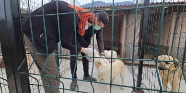 kastamonu cidede olume terk edilen kopekler sagligina kavustu SyCTW6Dv.jpg