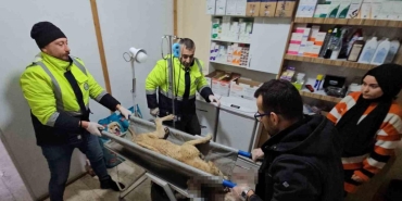 kastamonu cidede sokak kopeklerini vuran sahis yakalandi uacaZCCJ.jpg