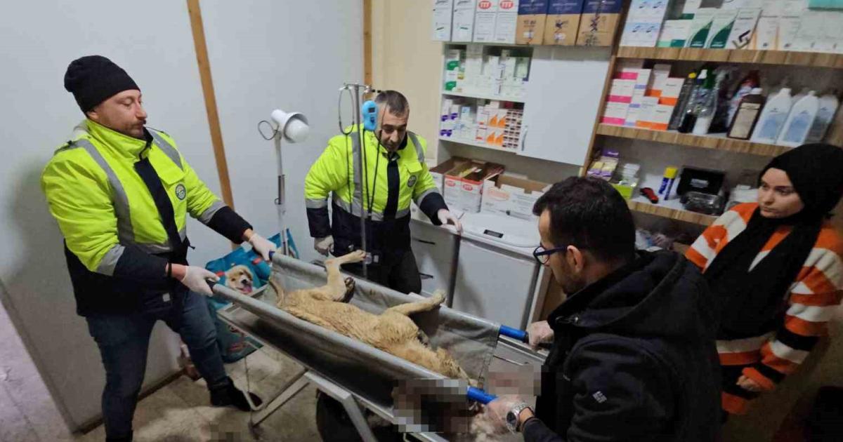 kastamonu cidede sokak kopeklerini vuran sahis yakalandi uacaZCCJ.jpg