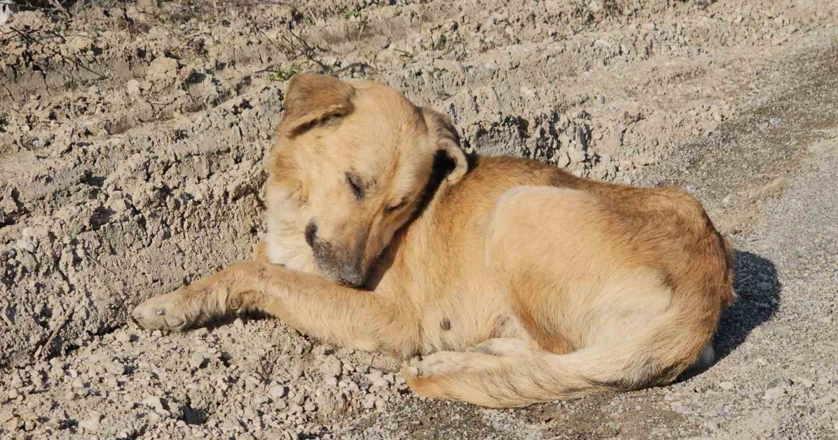 kastamonuda 10 kopek uyusturularak bos araziye atildi u9D9K3lL.jpg