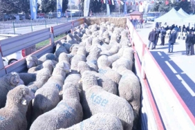 kocaelide hayvan ureticisine kucukbas hayvan destegi verildi HqYSxgDD.jpg