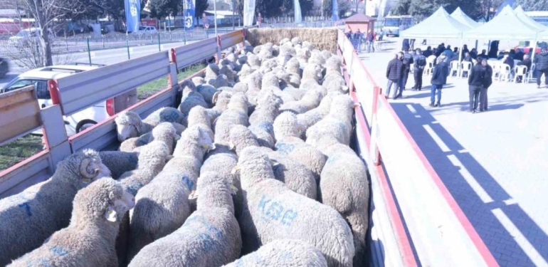Kocaeli’de Hayvan Üreticisine Küçükbaş Hayvan Desteği Verildi