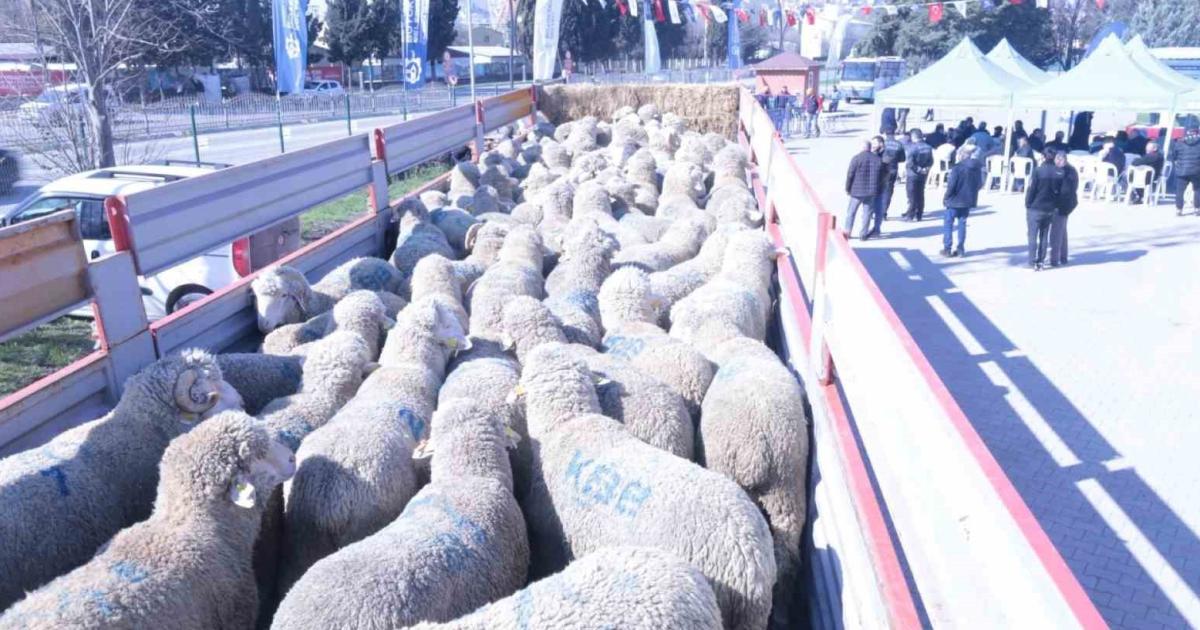kocaelide hayvan ureticisine kucukbas hayvan destegi verildi HqYSxgDD.jpg