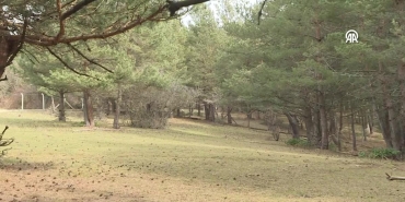 samsunda yetistirilen kizil geyikler dogaya saliniyor ddb81h9g.jpg