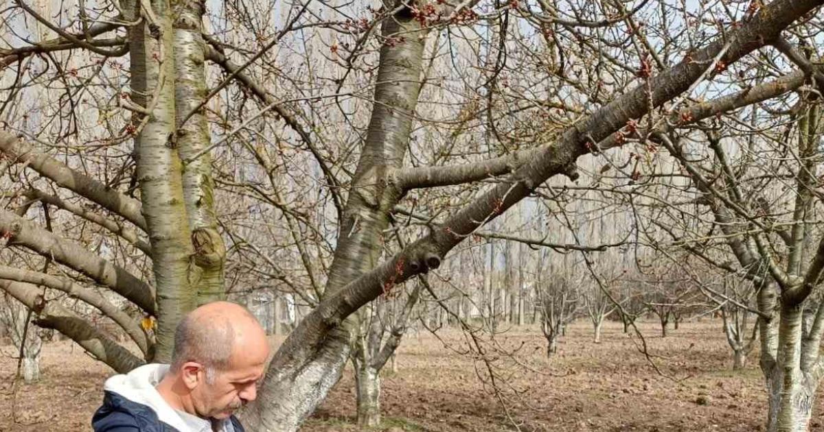 eskisehirin unlu agaclari simdilerde koruma altinda cDARMOZc.jpg