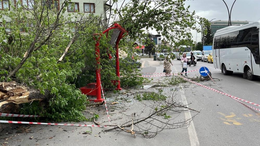 Boluda Ruzgardan Agac Devrildi 2