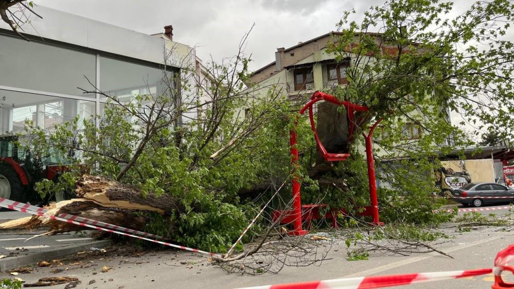 Bolu'da Rüzgardan Ağaç Devrildi