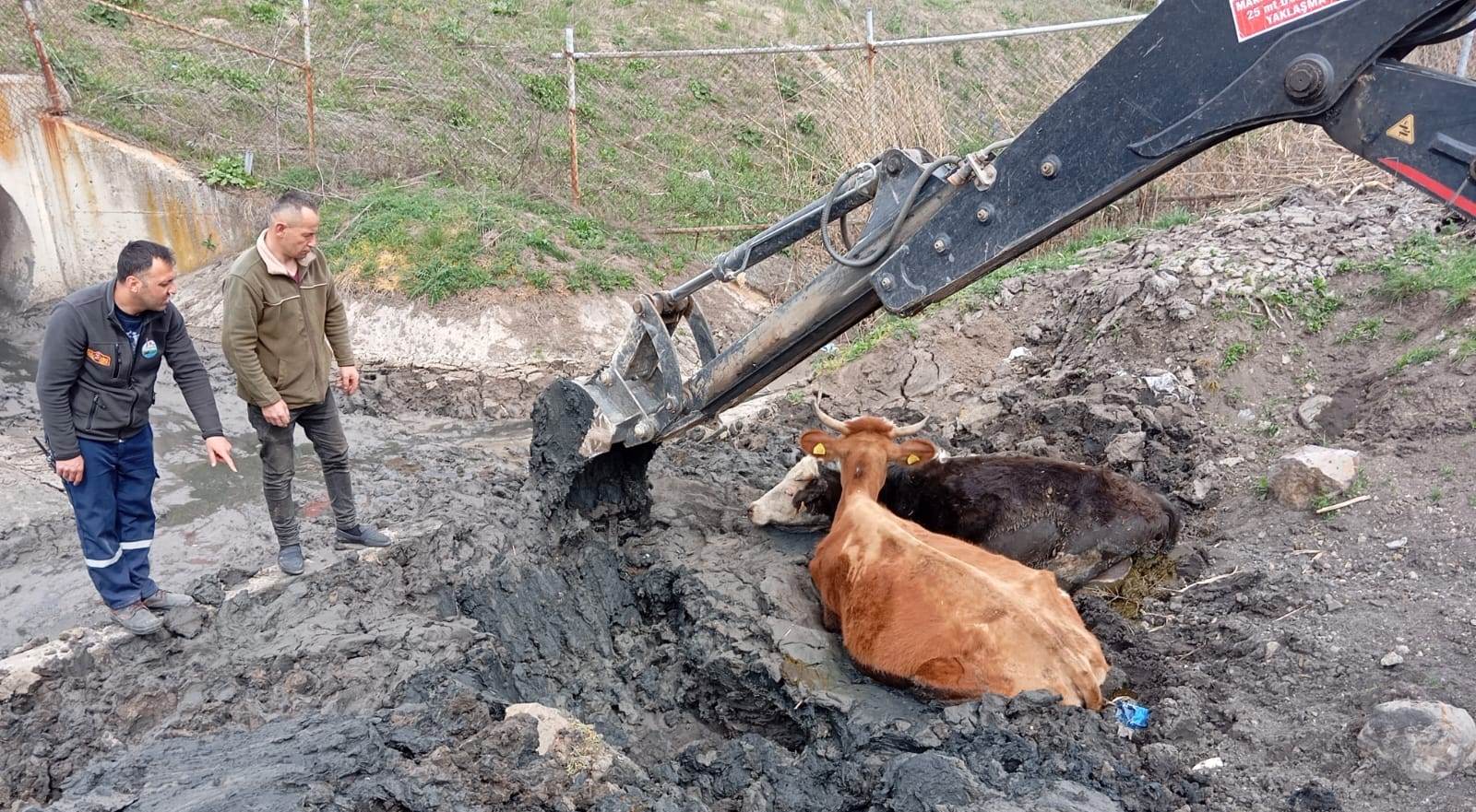 Dörtdivan'da İnek Kurtarma Operasyonu