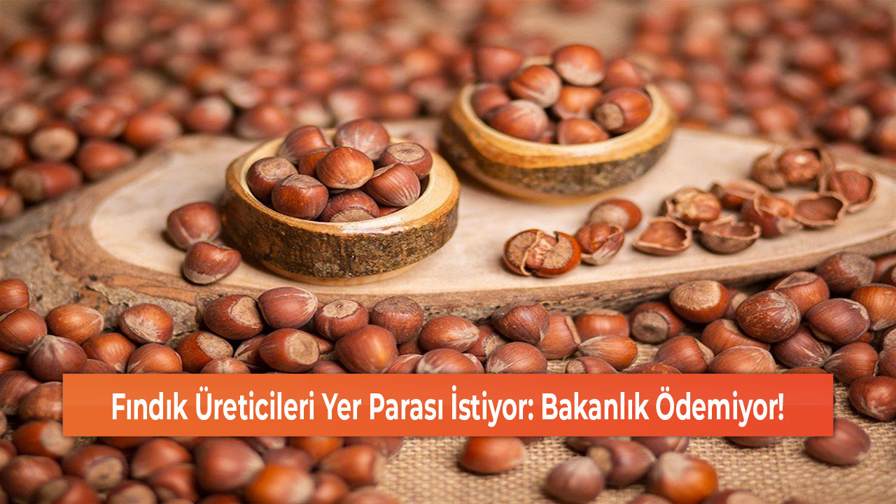 Fındık Üreticileri Yer Parası İstiyor Bakanlık Ödemiyor