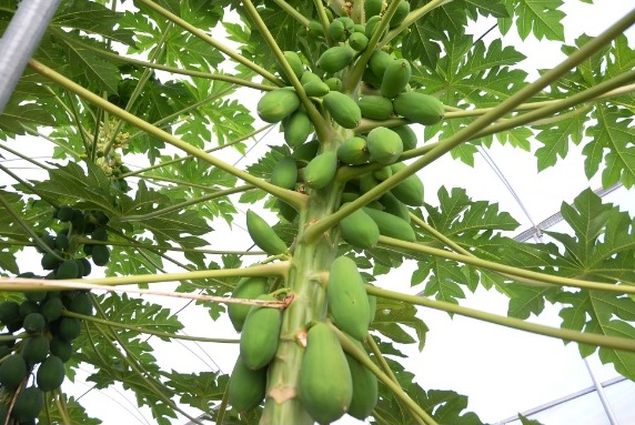 Papaya Meyvesi 2