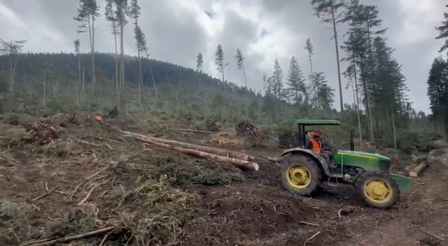 Bolu'daki fırtınalarda devrilen ve kırılan çam ağaçları kaldırılıyor