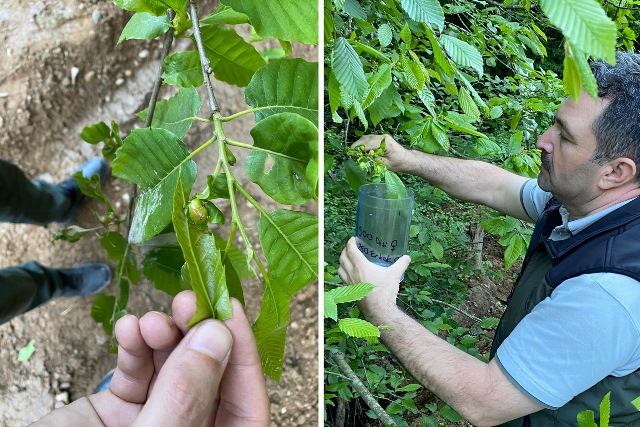 Bolu Düzce Orman Gal Arısı