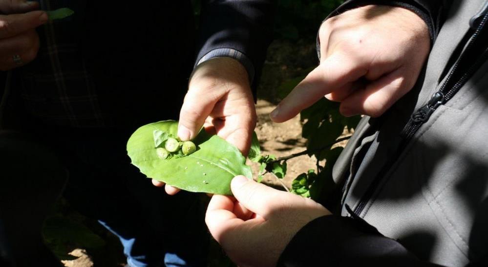 Bolu ve Bursa'da Üretilen Tür Düzce'ye Salındı