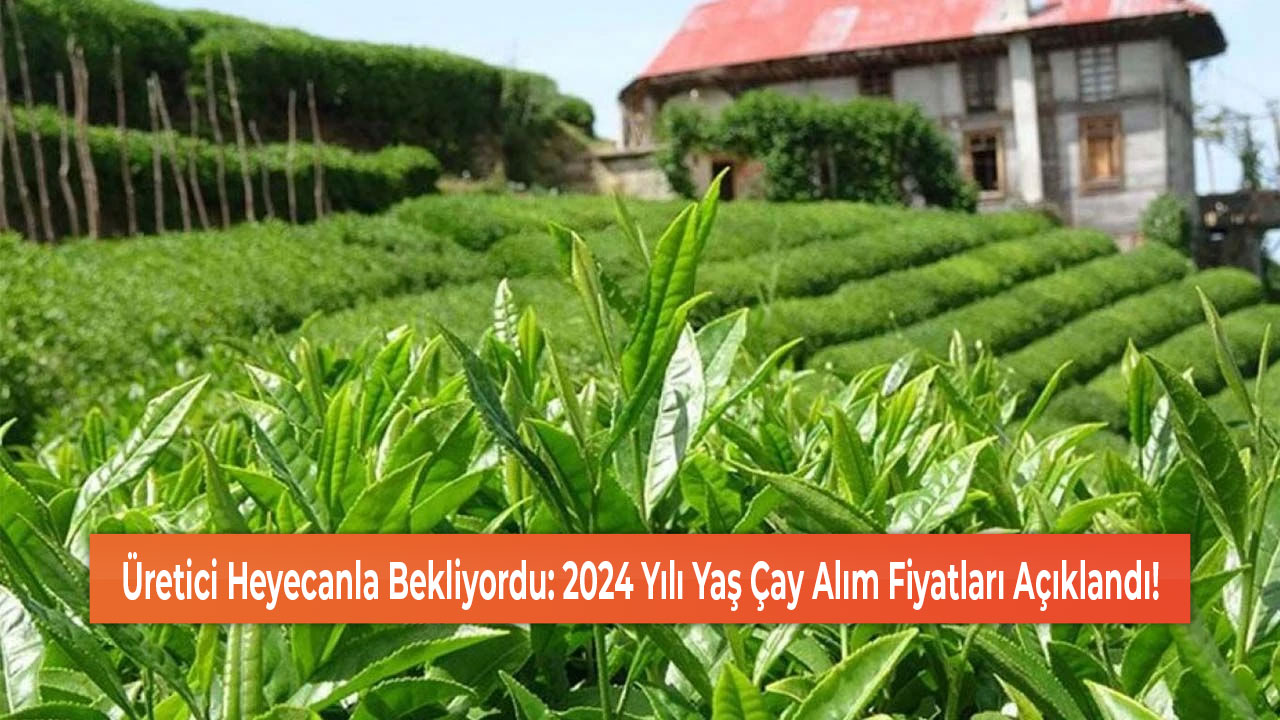 Üretici Heyecanla Bekliyordu 2024 Yılı Yaş Çay Alım Fiyatları Açıklandı