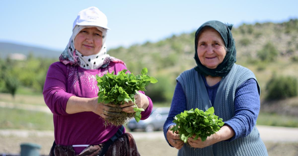 bilecikin tescilli biberinin fideleri toprakla bulusuyor jMZ5v2n5.jpg