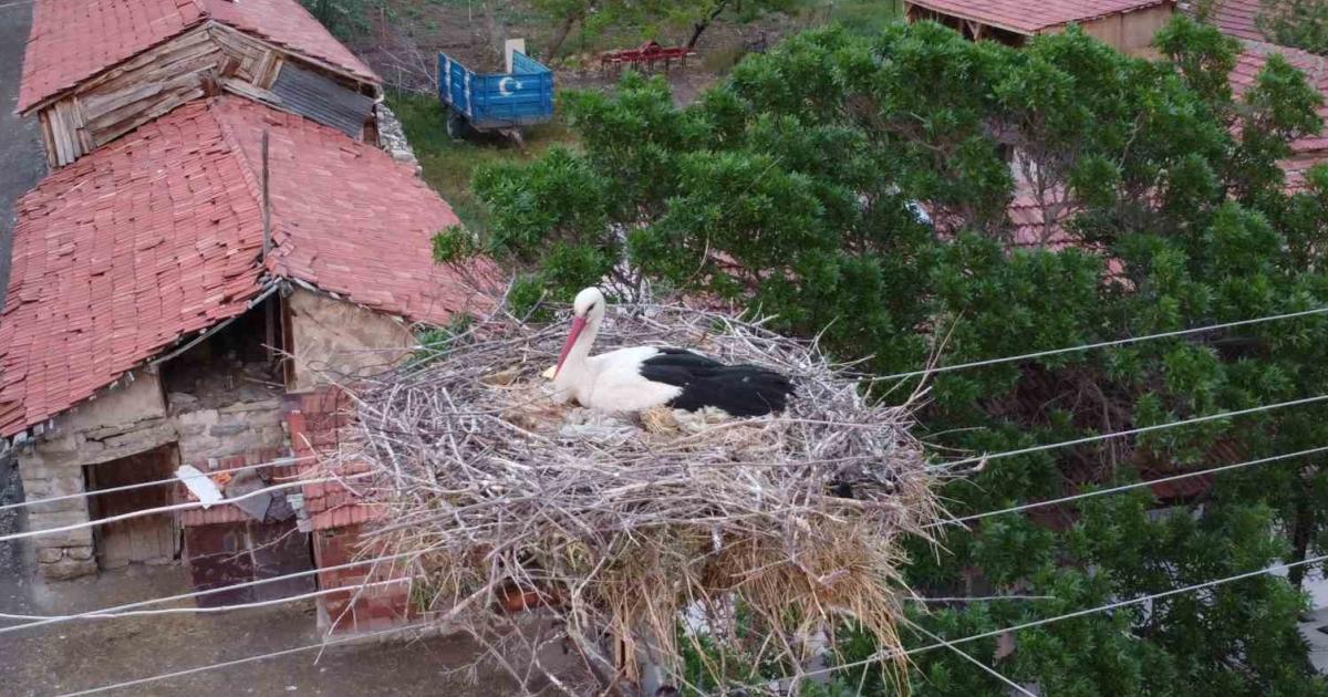 cankirida dron goren masum leylek 58AzLWOC.jpg