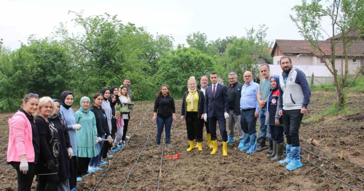 duzcenin ilcesinde o bitkiler tograga kavustu RaCqrfU1.jpg