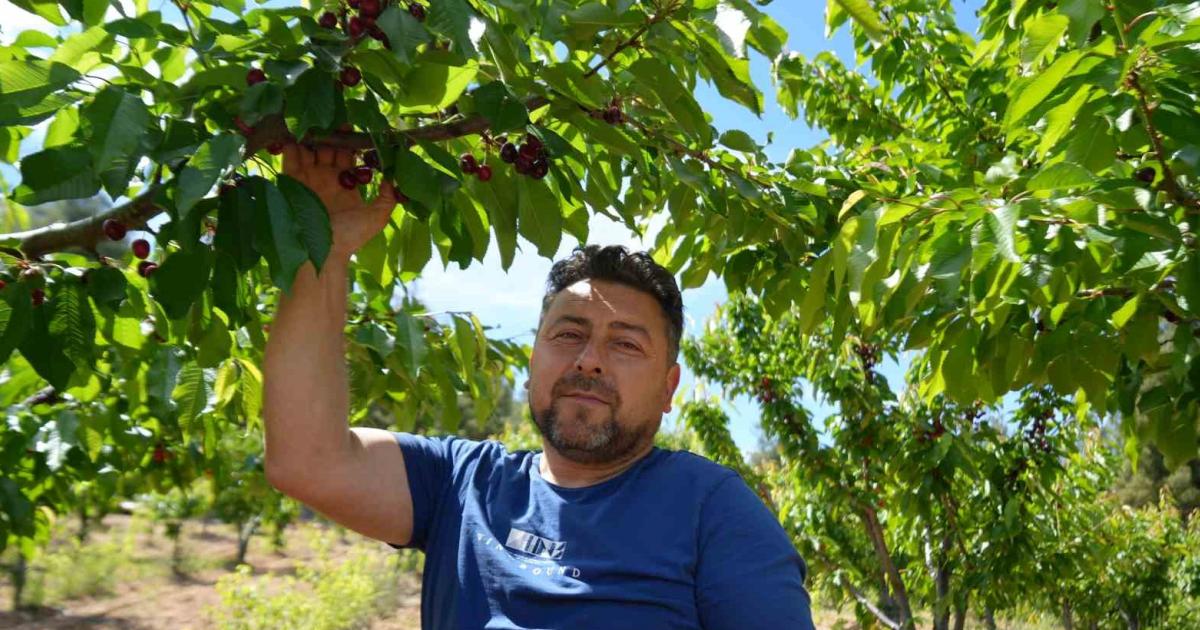 kiraz fiyatlarinda neler oluyor tarladan markete dev ucurum FMhM2OiN.jpg