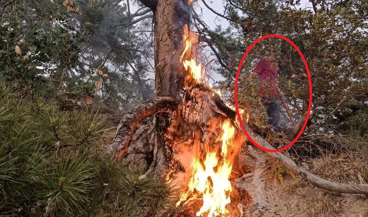Bolu'da Ağaca Yıldırım Düştü