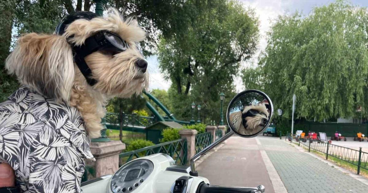 eskisehirin motosiklet tutkunu papi ilgi odagi oldu fMI5cz4w.jpg