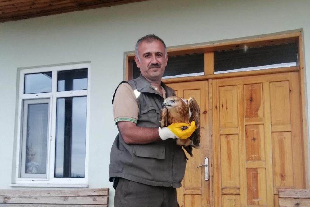 Bolu'da Yaralı Şahine İlk Müdahale Ormancılardan
