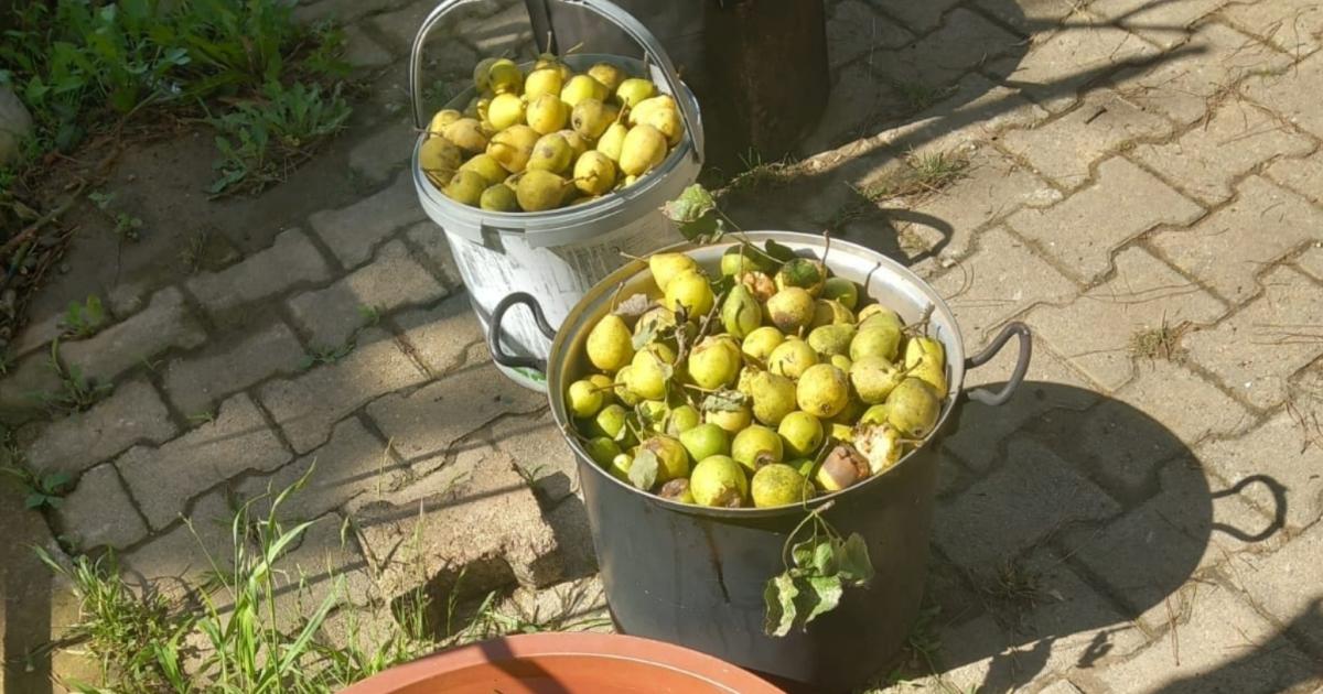 girsunda basladi iste meshur lezzetinin uretim seruveni IhXgH2Ug.jpg
