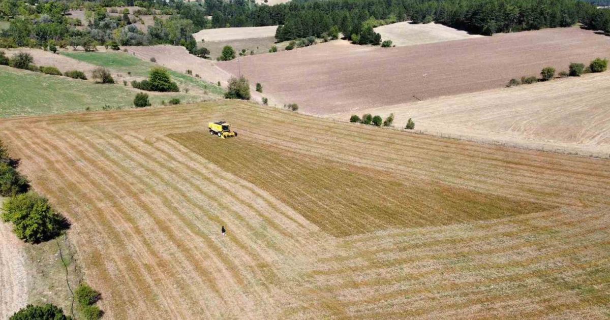 kastamonuda hasadi bagladi colyak hastalarinin besin kaynagi as67rizx.jpg