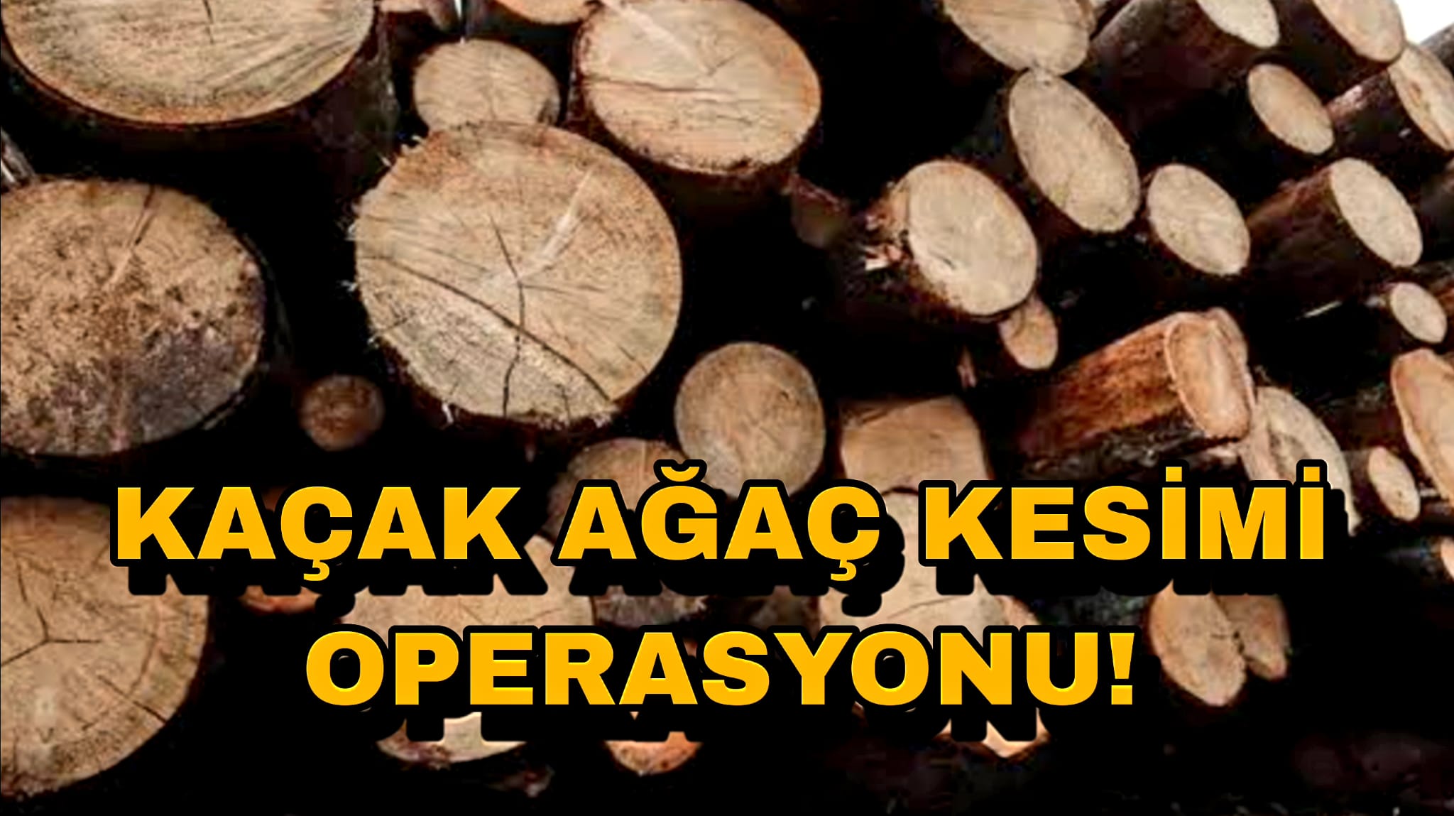 Gerede'de Kaçak Ağaç Kesimi Operasyonu