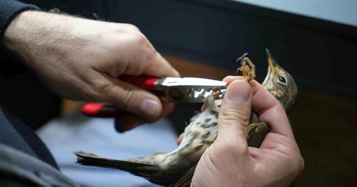 kocaeli ormanyada kus halkalama calismalari 3 bin kus kayit altinda vk8aXUVG.jpg