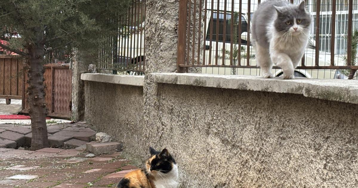 cankiridaki apartman sahipsiz kedilerin yuvasi oldu 8HujXExZ.jpg
