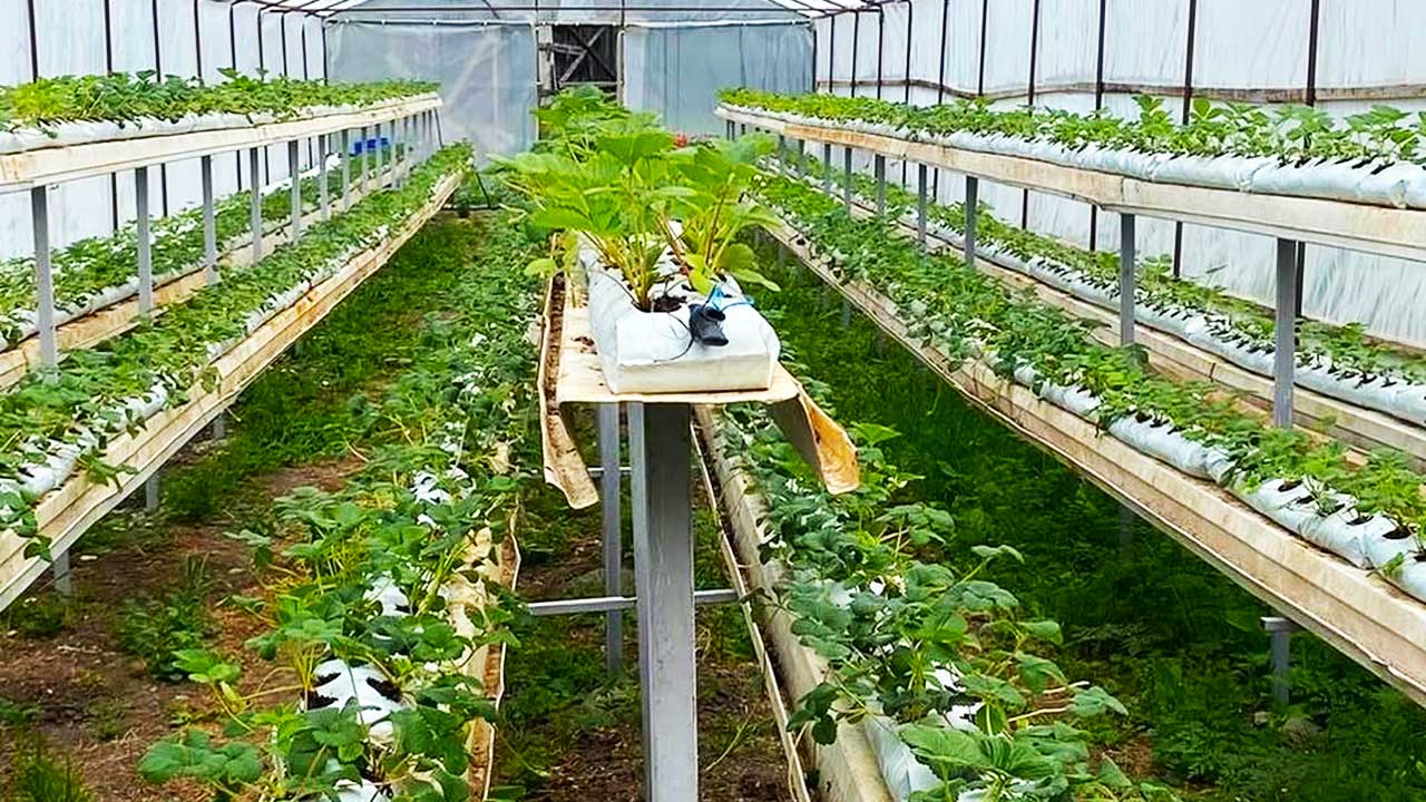 Bolu Gerede'de bir ilk, topraksız tarımla çilek yetiştiriyor