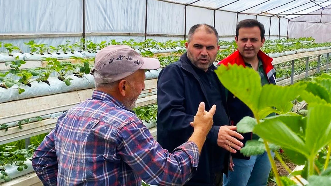 Bolu Gerede'de bir ilk, topraksız tarımla çilek yetiştiriyor, 3