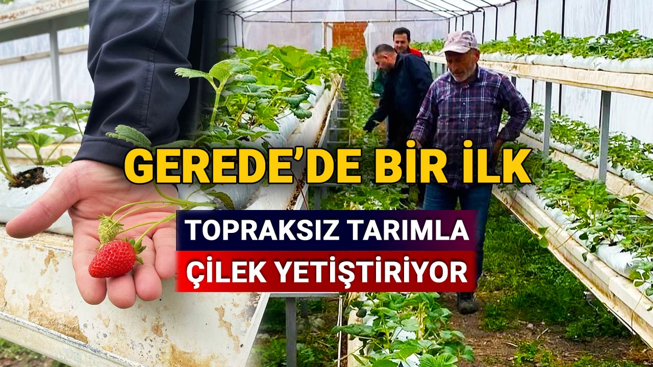 Bolu Gerede'de bir ilk, topraksız tarımla çilek yetiştiriyor