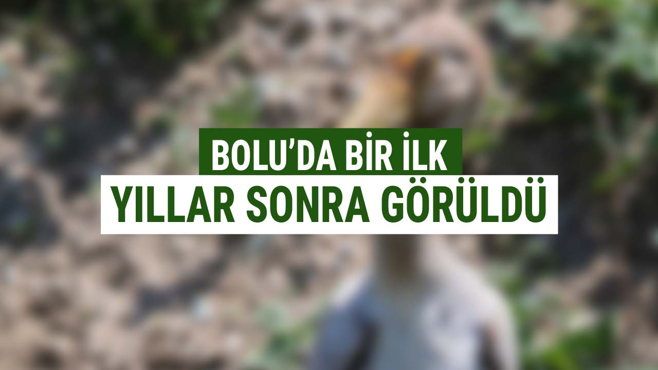 Bolu'da Bir İlk Yıllar Sonra Görüldü