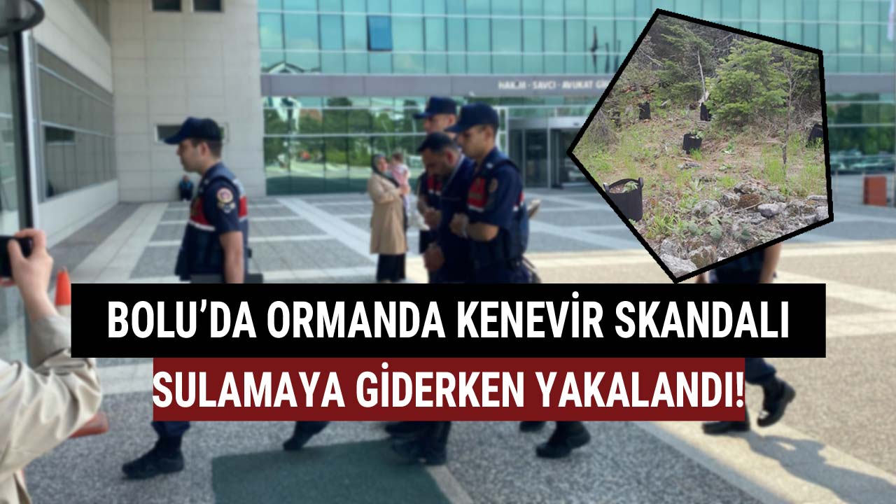 Bolu'da kenevir skandalı