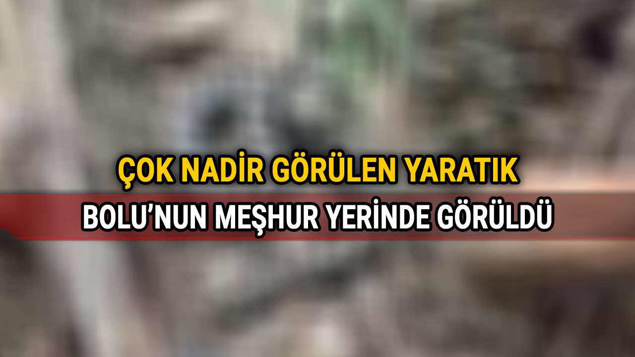 Bolu'nun Meşhur Yerinde Görenlerin Tüylerini Ürpertti, Yedigöller, engerek yılanı