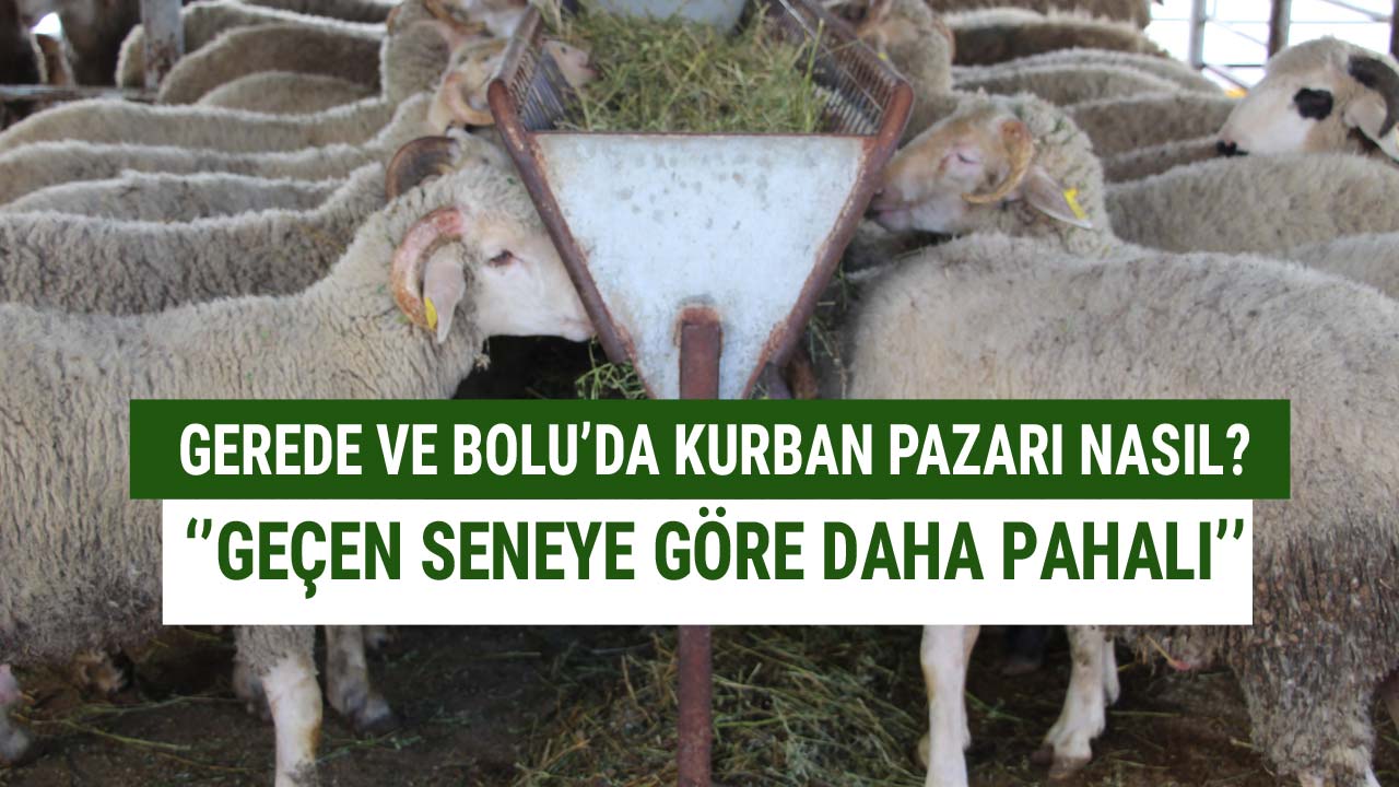 Gerede Ve Bolu'da Kurban Pazarı Nasıl