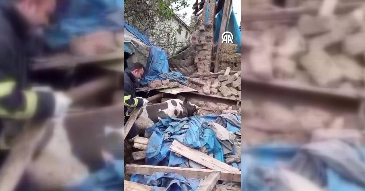amasyada coken ahirdan iki buyukbas hayvan kurtarildi qUbBwJ67.jpg