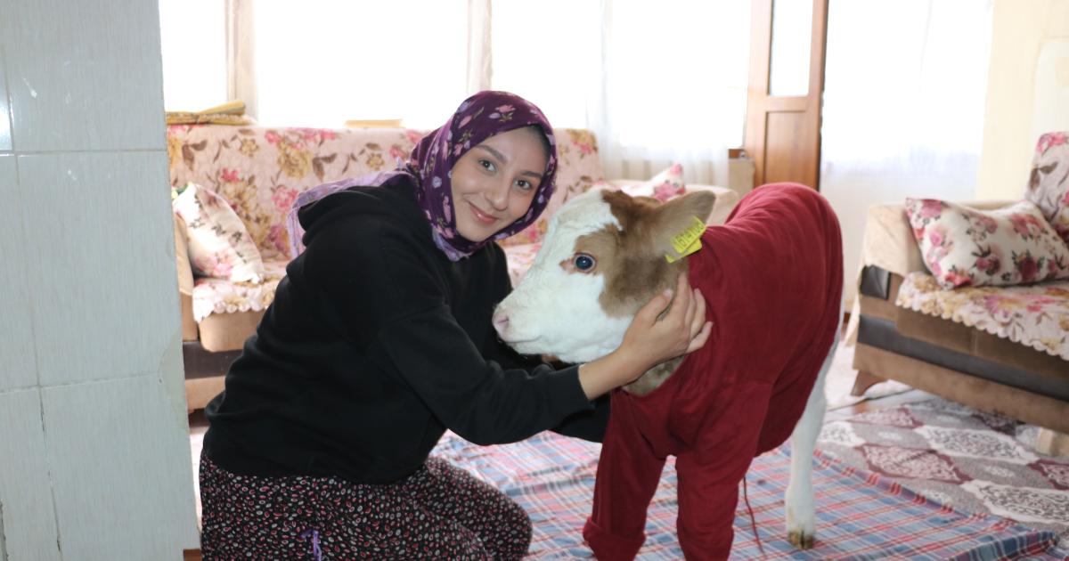 amasyada sevimli buzagiya evde bakiyorlar V54hy2he.jpg