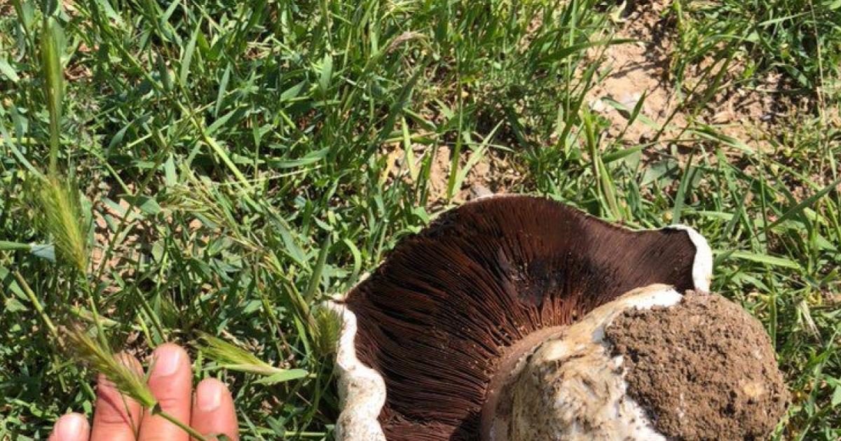 ankara polatlida dev mantar bulundu 34JzPN9p.jpg