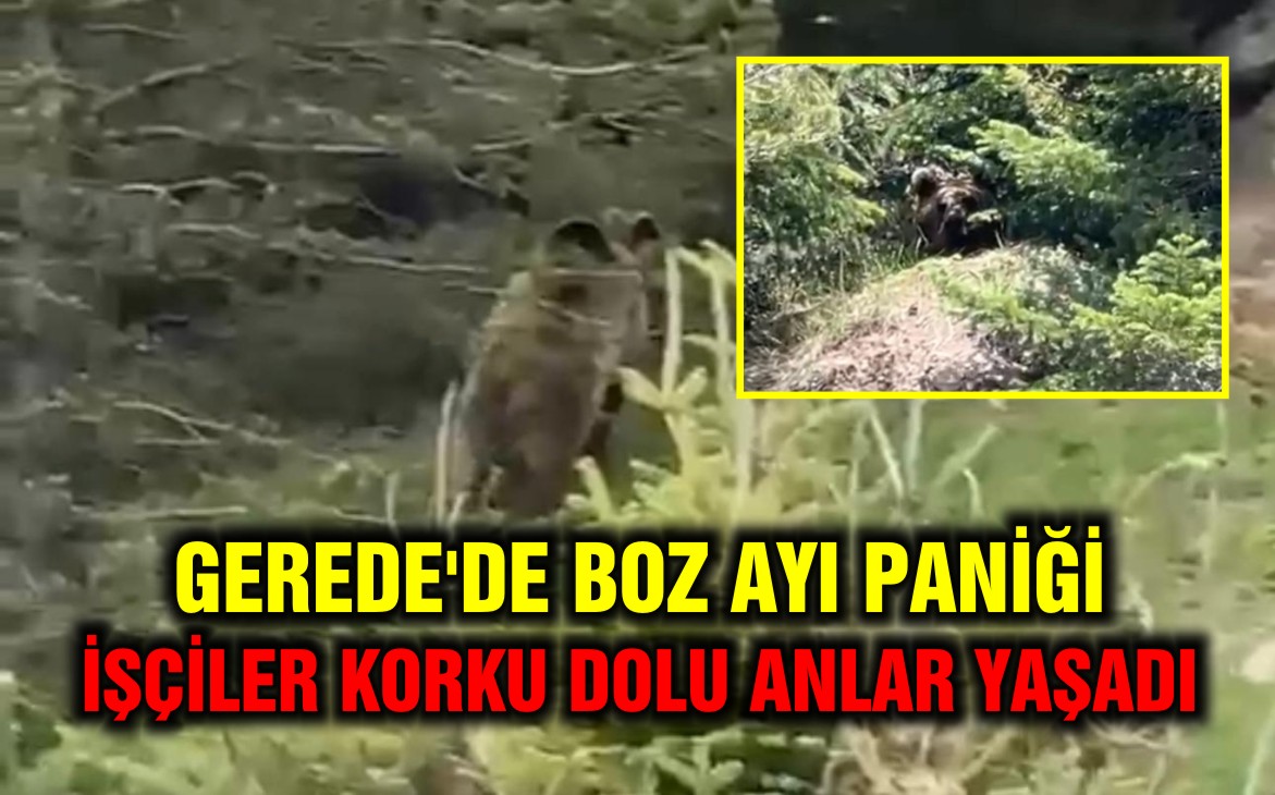 ayi koy