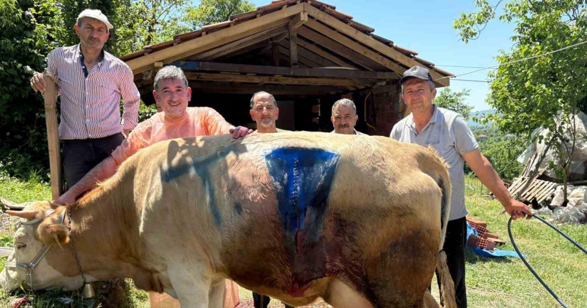 bartinda dogan cift basli buzagi gorenleri hayrete dusurdu 9QgjeMXL.jpg
