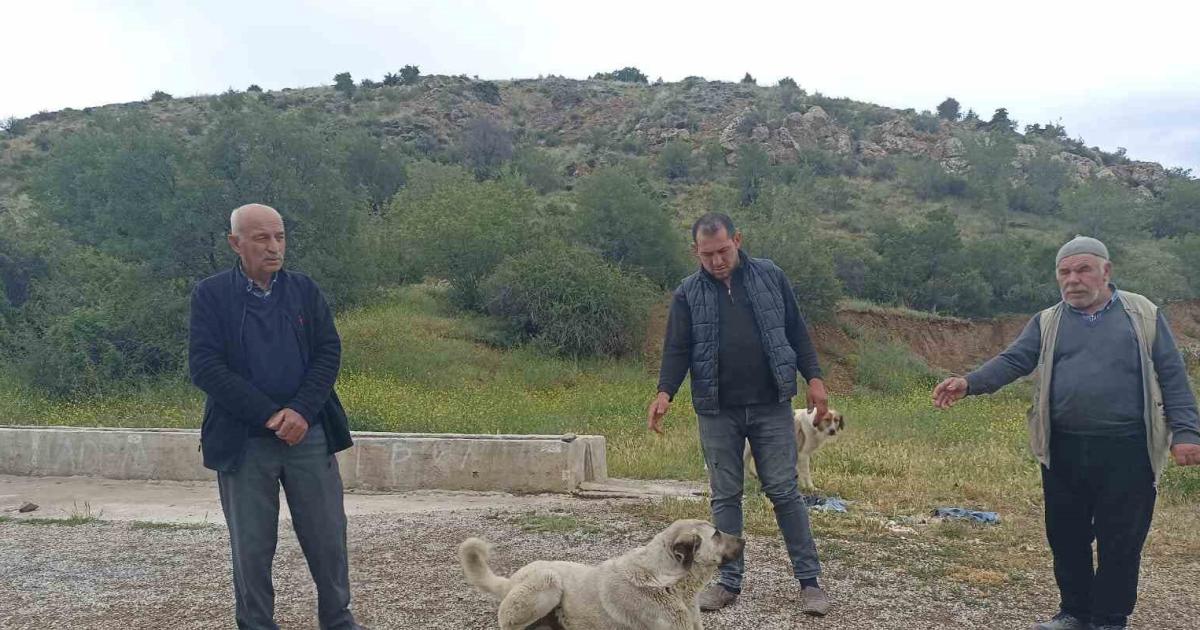 basibos kopekler dehset sacti zavalli buzagi telef oldu nAFOK39b.jpg