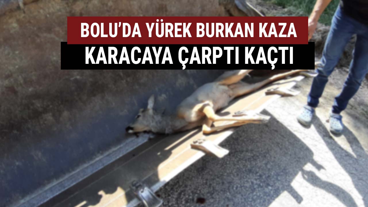 boluda karacaya çarptı kaçtı