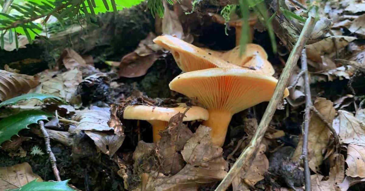 duzceden mantar zehirlenmelerine dikkat uyarisi SgzSEueK.jpg