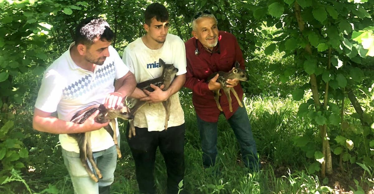 karaca