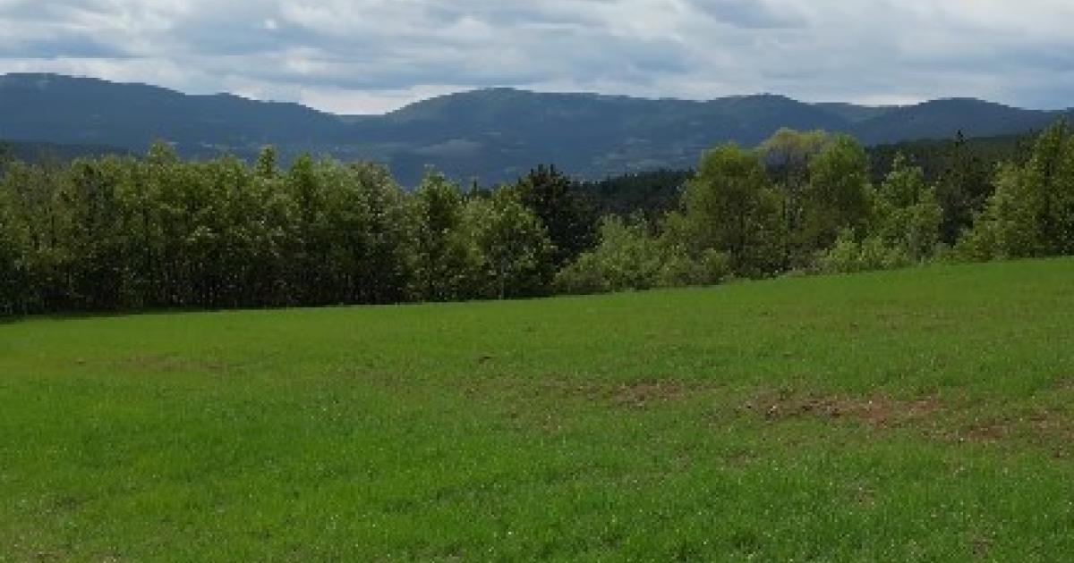 kastamonuda dron ile tilki karsilasmasi CC9i63Ts.jpg