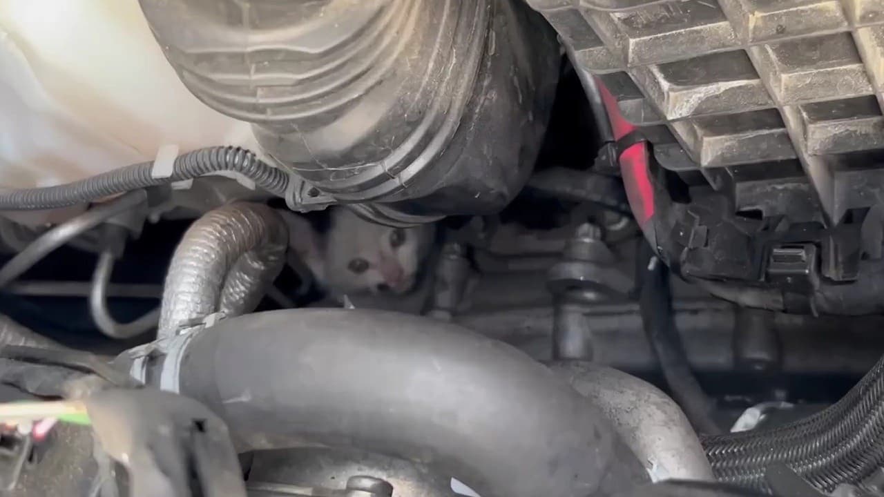 kedi