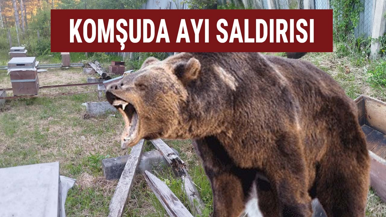 komşuda ayı saldırısı
